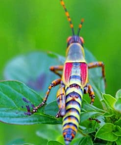 Locust Grasshopper paint by numbers
