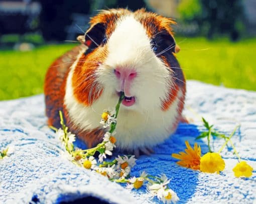 Lone Guinea Pig Paint By Numbers