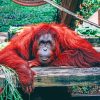 Lone Orangutan Monkey Paint By Numbers
