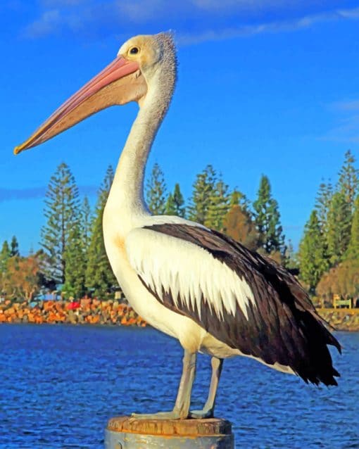 Lone Pelican Paint By Numbers