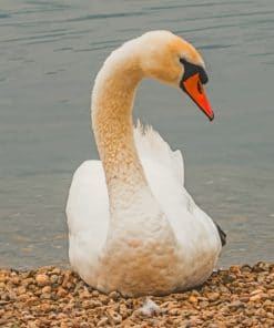 Mute Swan Duck paint by numbers