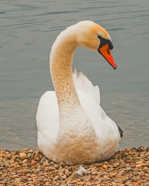 Mute Swan Duck paint by numbers