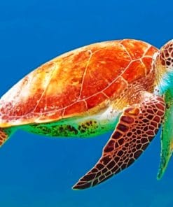 Ocean Turtle Paint By Numbers