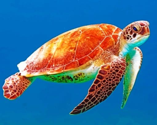 Ocean Turtle Paint By Numbers