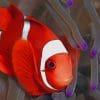 Ocellaris Clownfish paint by numbers