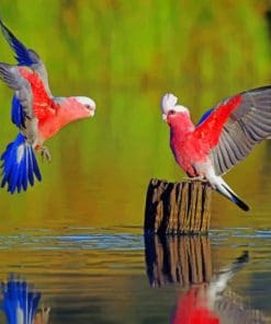 Parrot Birds On Tree Stump paint by numbers