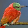 Perched Bee Eater Bird paint by numbers