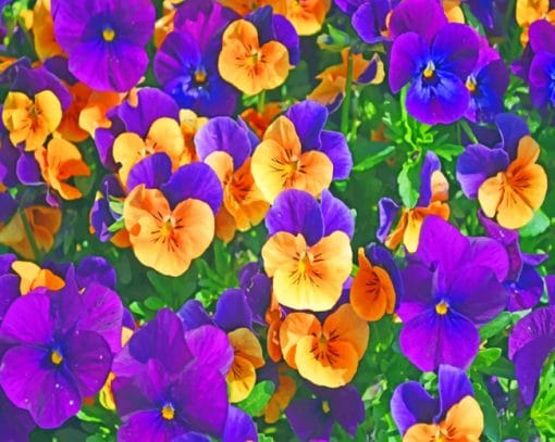 Purple And Yellow Pansies Paint By Numbers