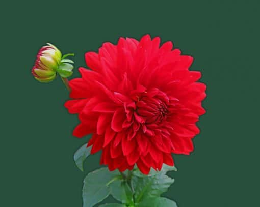Red Dahlia Flower paint by numbers
