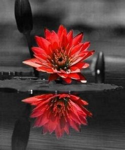 Red Black Flower on Water ppaint by numbers
