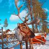 Reindeer In Finland Paint By Numbers