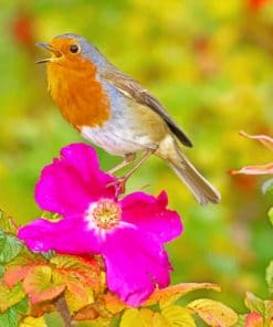 Robin On Red Flower Paint By Numbers