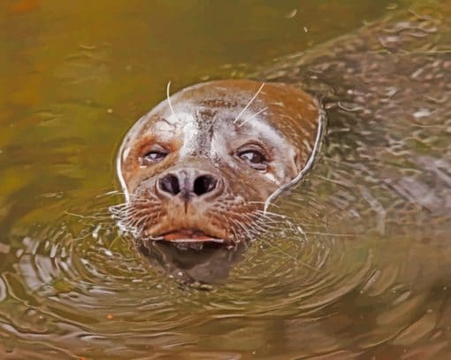 Sea Lion In Water paint by numbers