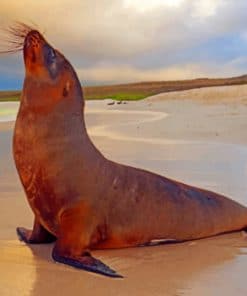 Brown Sealion Paint By Numbers