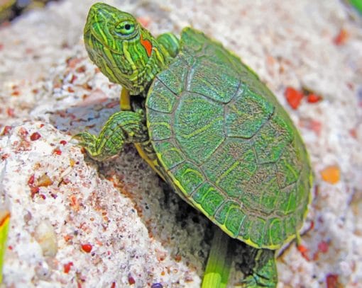 Small Turtle Species paint by numbers