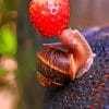 Snail Eating Strawberry paint by numbers