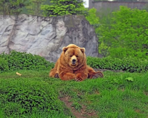 Wild Bear Sitting On Grass paint by numbers