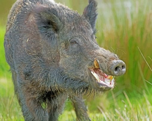 Wild Boar Pig paint by numbers