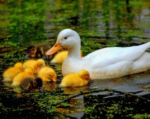 Baby Ducklings With Mother paint by numbers