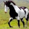 Black And White Horse paint by numbers