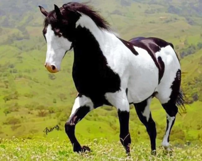 Black And White Horse - Animals Paint By Number - NumPaint - Paint by  numbers