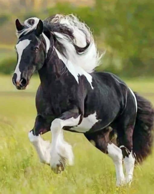 Black And White Horse Running paint by numbers