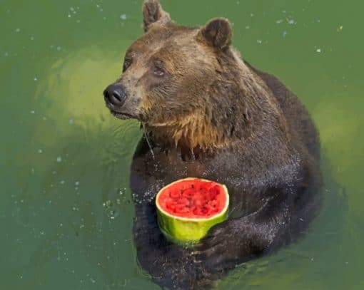 Black Bear Eating Fruit paint by numbers