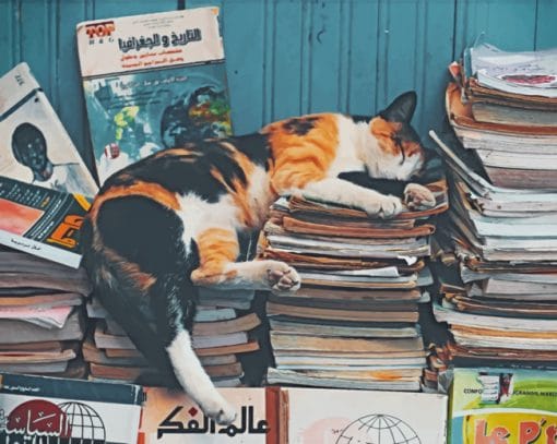 Cat Sleeping On Books paint by numbers