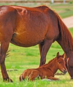 Brown Horse And Foal paint by numbers