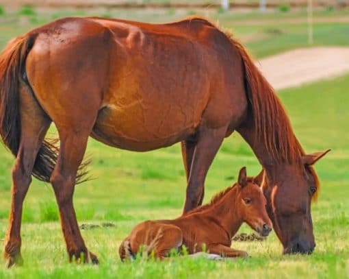 Brown Horse And Foal paint by numbers