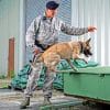 Military Dog Training paint by numbers