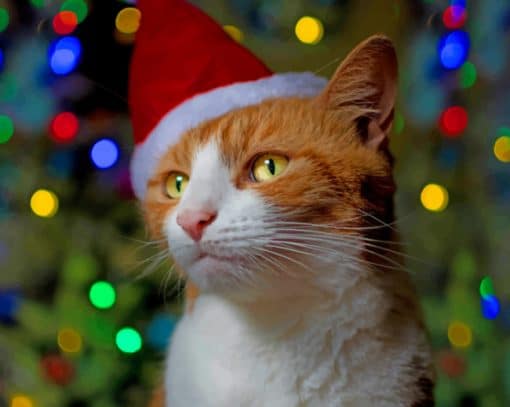 Orange Cat With Christmas Hat paint by numbers