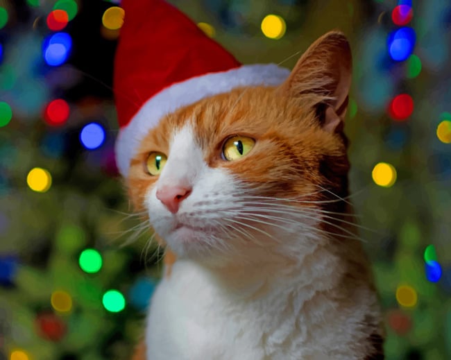 Orange Cat With Christmas Hat paint by numbers