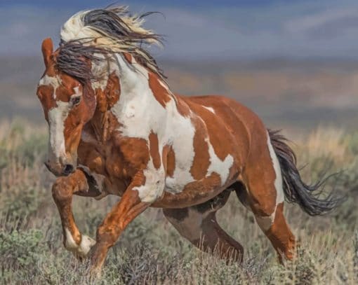 Brown And White Horse Running paint by numbers