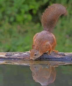 Squirrel Drinking Water paint by numbers