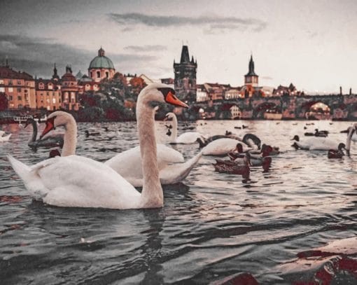 Swans Near Charles Bridge paint by numbers