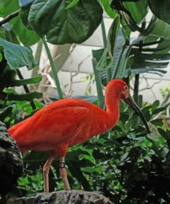 Tropical Flamingo Bird paint by numbers