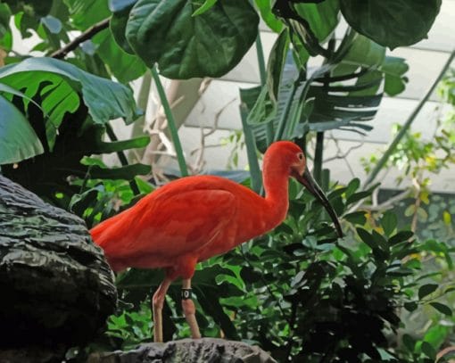 Tropical Flamingo Bird paint by numbers