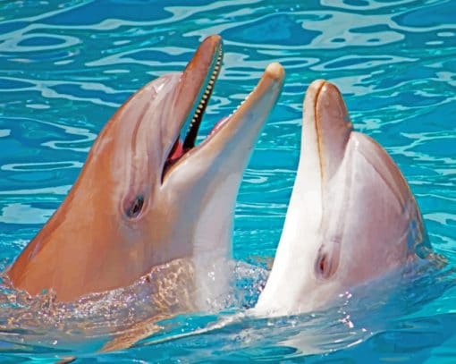 Two Dolphins In The Ocean paint by numbers