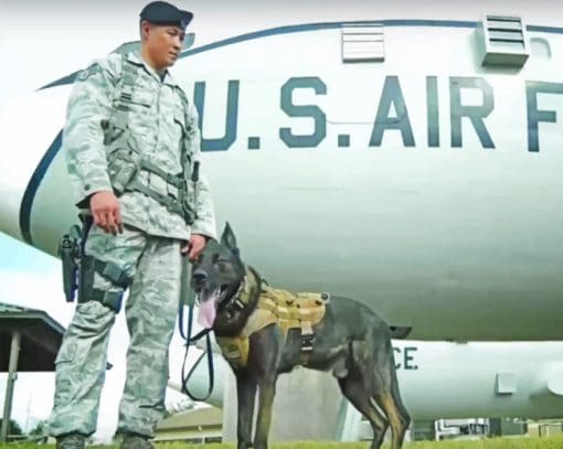 U.S Airforce And A Dog paint by numbers