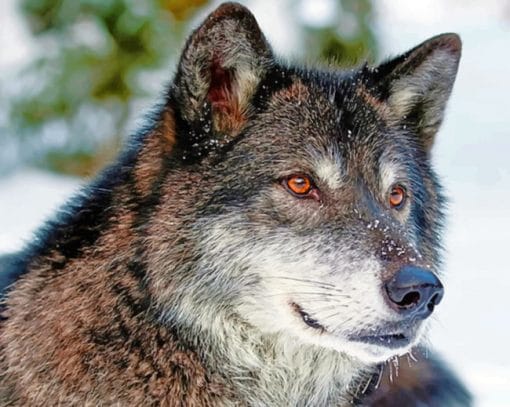 Grey Wolf With Red Eyes paint by numbers