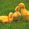 Baby Ducklings On The Grass