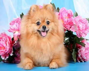 Brown Dog Pomeranian paint by numbers