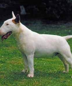 White Bull Terrier paint by numbers