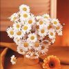 Marguerite Daisy paint by numbers