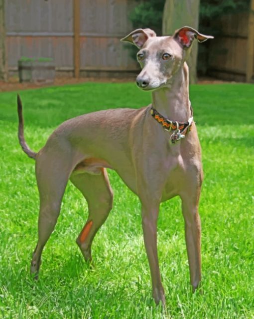 Italian Greyhound paint by numbers