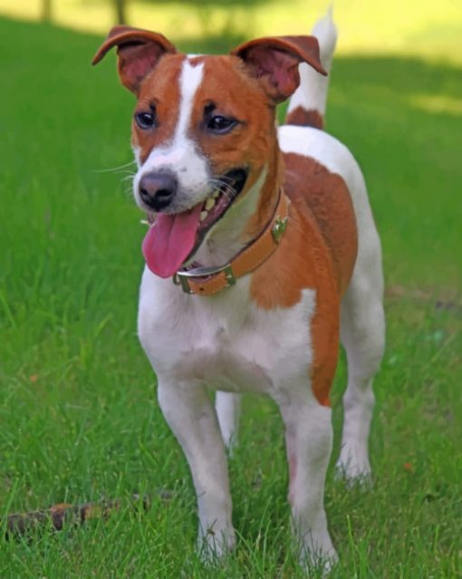 Jack Russell Terrier Paint by numbers