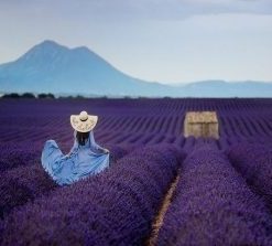 Woman In Lavender Field Paint by numbers