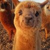 Alpaca Animal Smiling paint by numbers