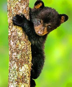 Black Bear Cub paint by numbers